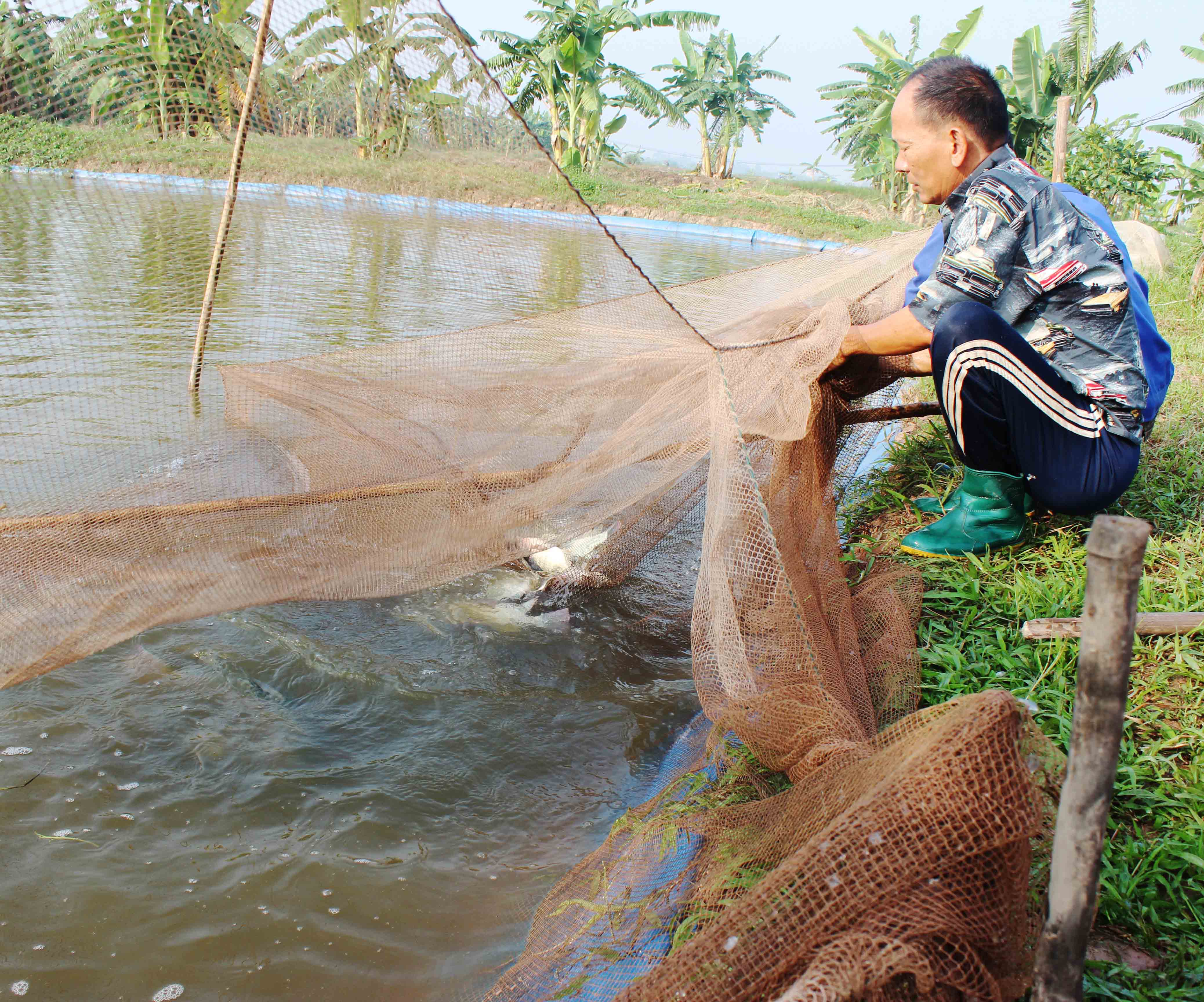 Hải Dương: tăng cương bảo vệ và phát triển nguồn lợi thủy sản